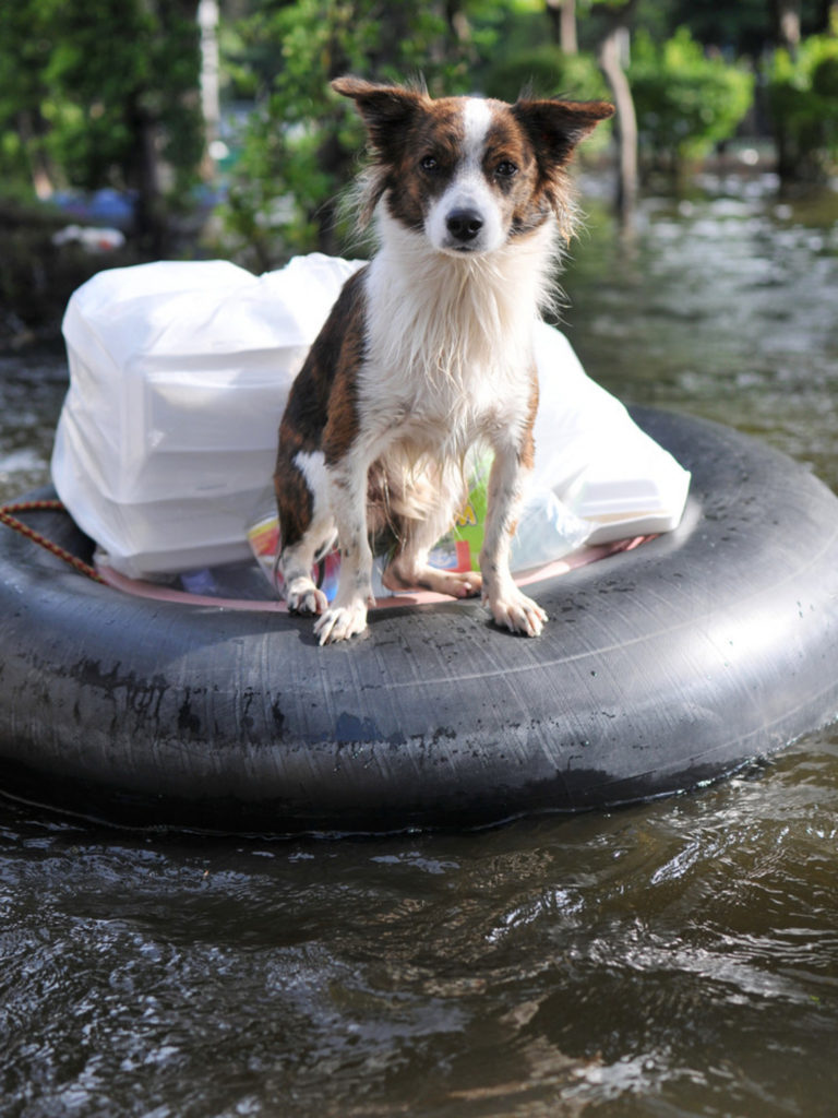 avma aid disaster emergency preparedness hurricane