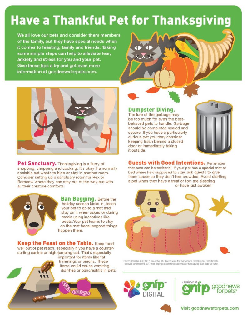 Thankgiving pets pet safety