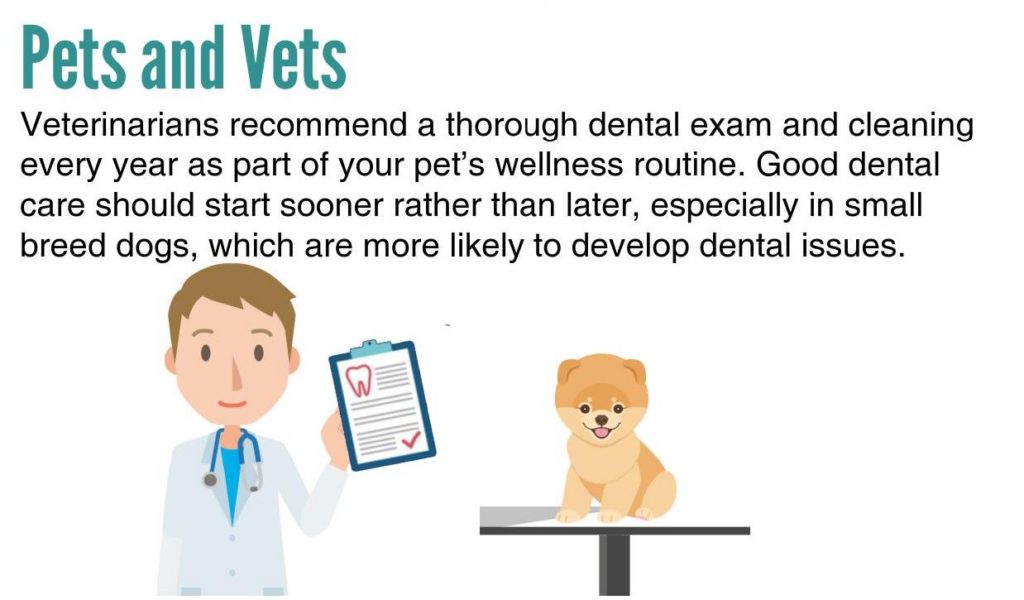 pet dental gnfp digital goodnewsforpets heidi lobprise