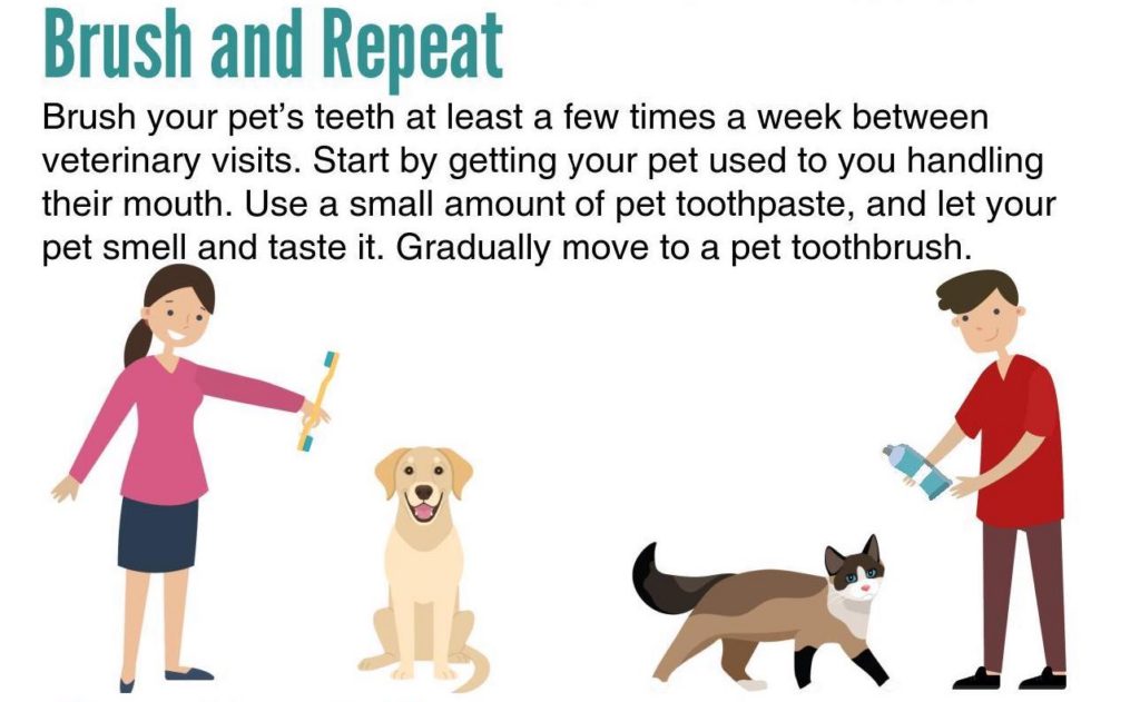 pet dental gnfp digital heidi lobprise goodnewsforpets