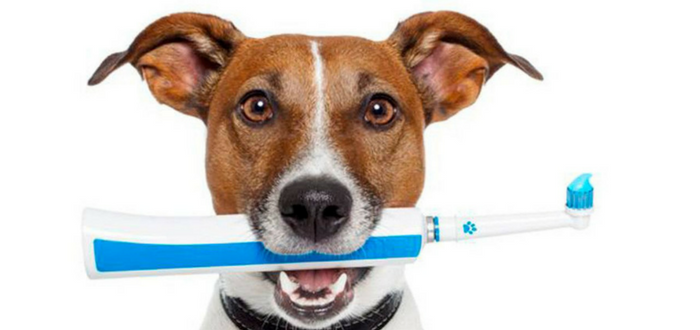 pet dental health february avma