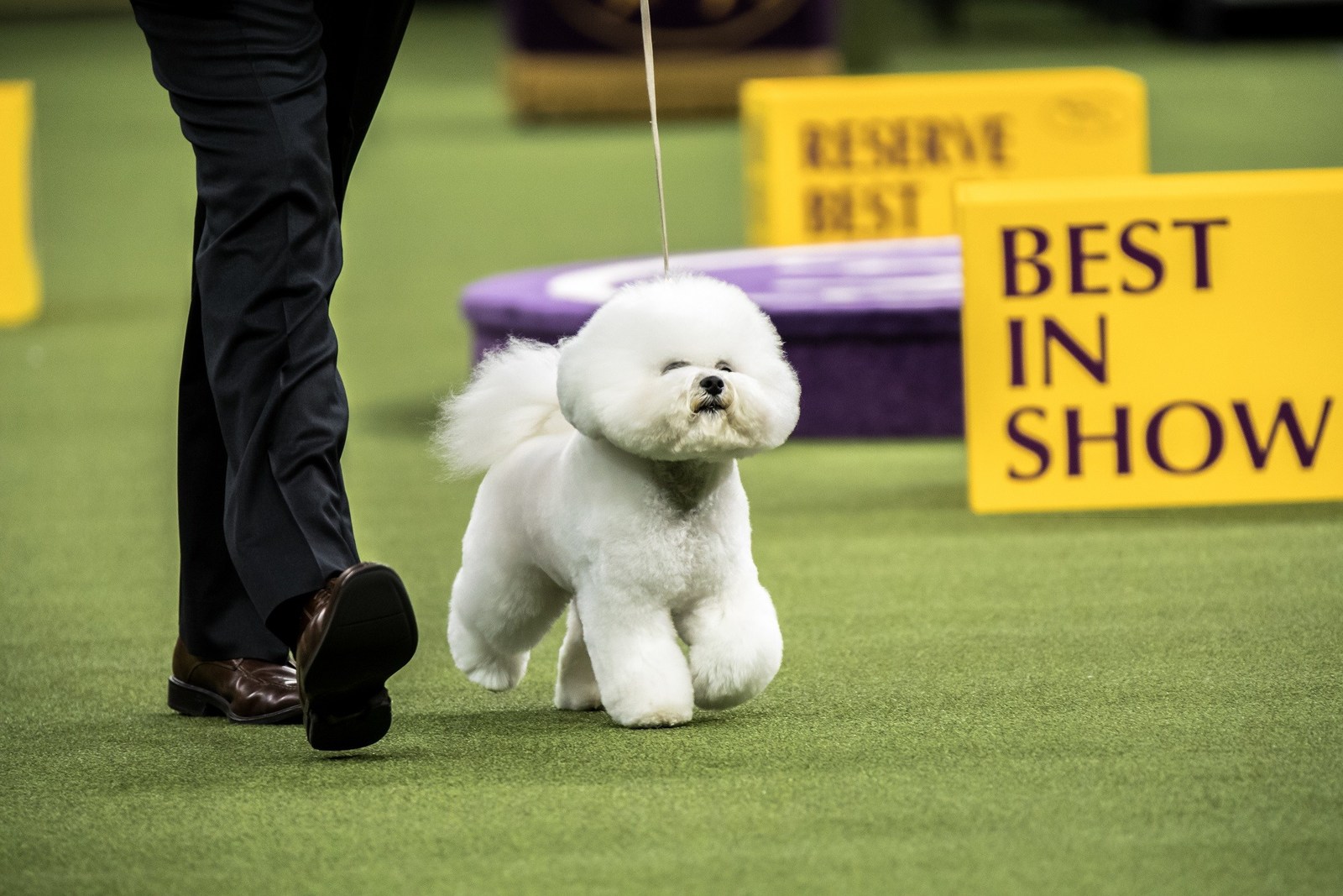 The Westminster Kennel Club Dog Show Expands to Three Days