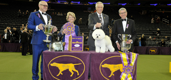 westminster flynn bichon frise wkc