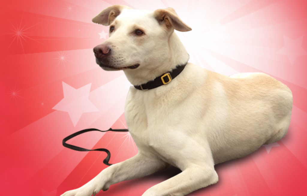 american humane hero dog awards