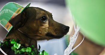 Happy St. Patrick’s Day!