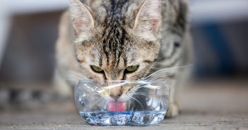 Cat drinking Water
