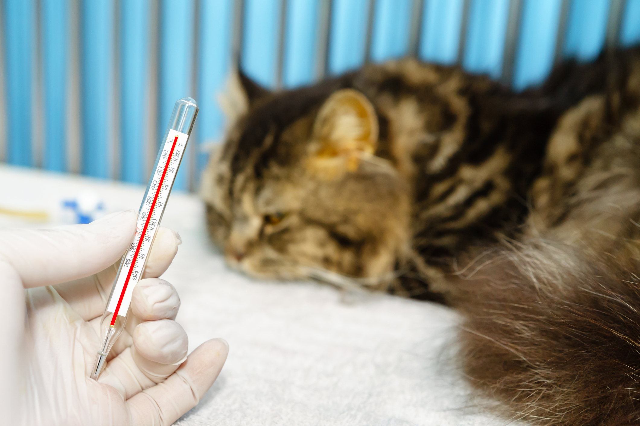 What are the signs of heat stroke in a cat to see a vet