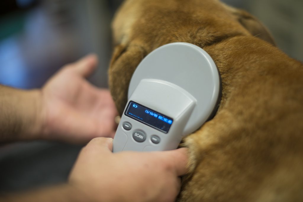 do-i-need-to-check-my-pet-s-microchip-with-the-vet