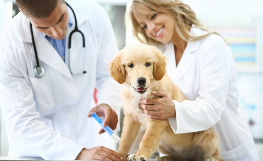 Top 10 Things You Need To Know About AAHA's Canine Vaccination Guidelines