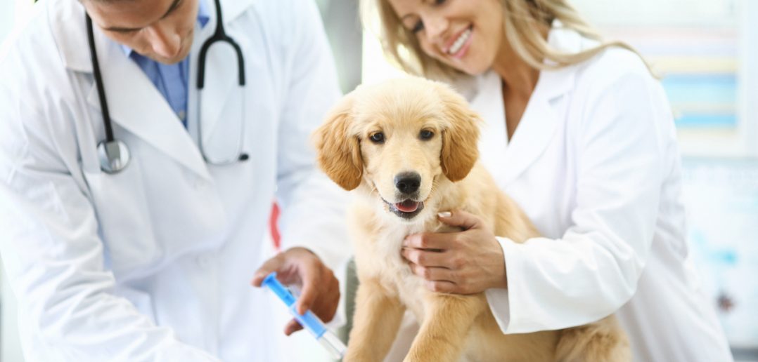 AVMA Celebrates Pet Week 2026: Happiness is a Healthy Pet