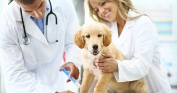 Top 10 Things You Need To Know About AAHA's Canine Vaccination Guidelines