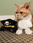 Cocoa Cat in Pirate Costume