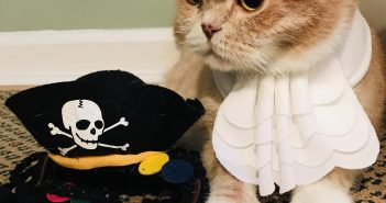 Cocoa Cat in Pirate Costume