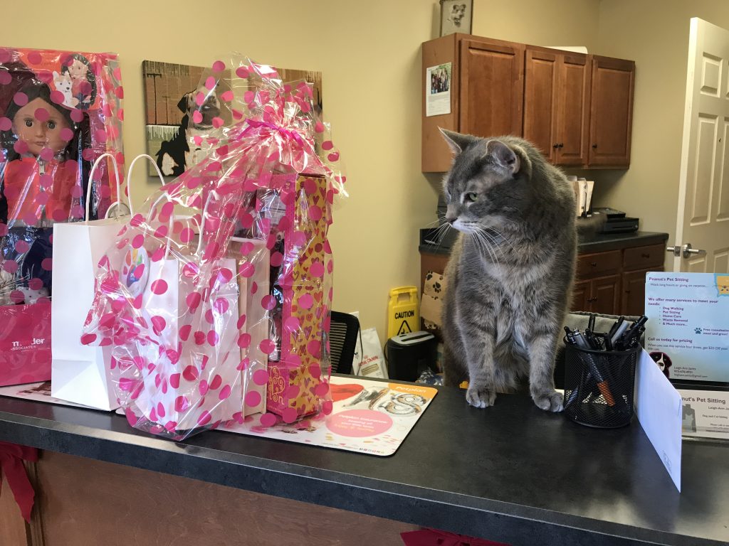 Flea Looking Over the NY Vet Winner Prizes at Butler Veterinary Hospital