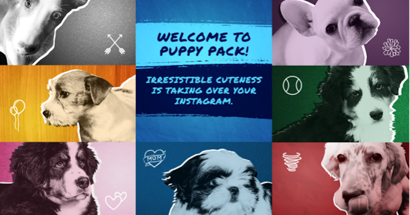 The American Kennel Club Introduces the AKC Instagram Puppy Pack