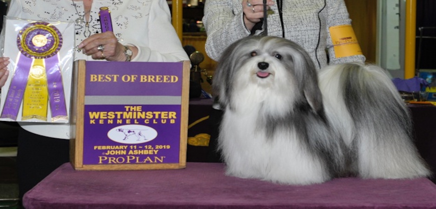 The Haves Almost Had It! Reserve Westminster Best In Show Goes To