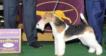 King, 2019 Westminster Best in Show