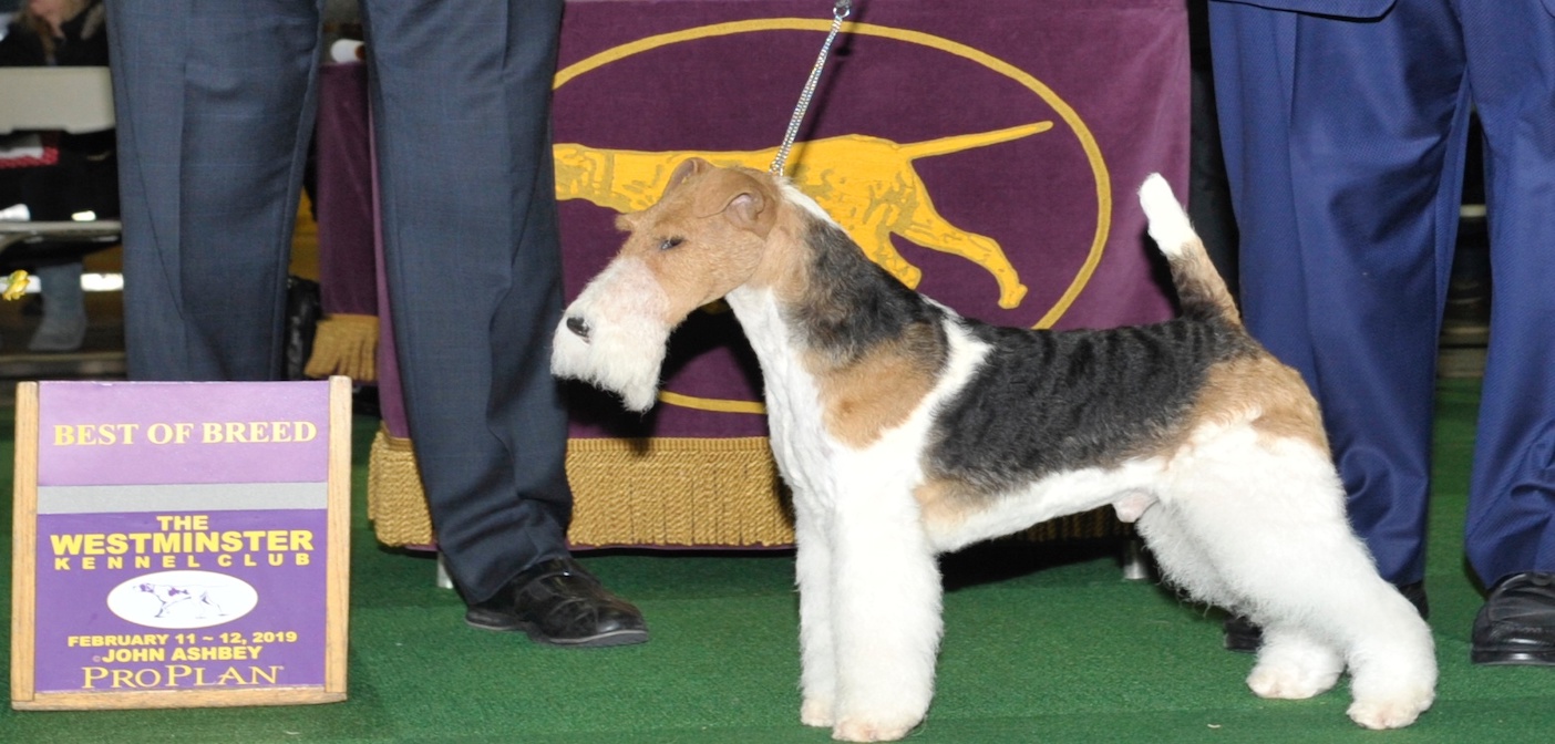 Wire fox best sale terrier westminster 2019