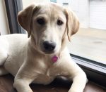 Lola, the Goodnewsforpets Lab