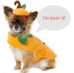Chewy Frisco Pumpkin Small Dog and Cat Costume