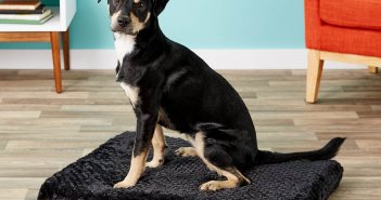 akc American Kennel Club orthopedic dog crate mat bed