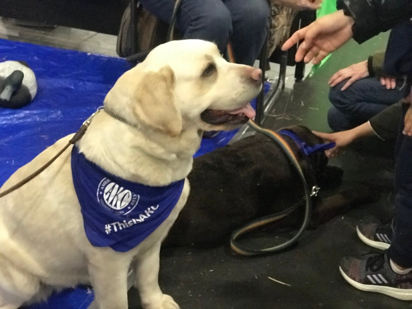 How many dog and cat breeds were shown at Meet the Breeds in NYC ...