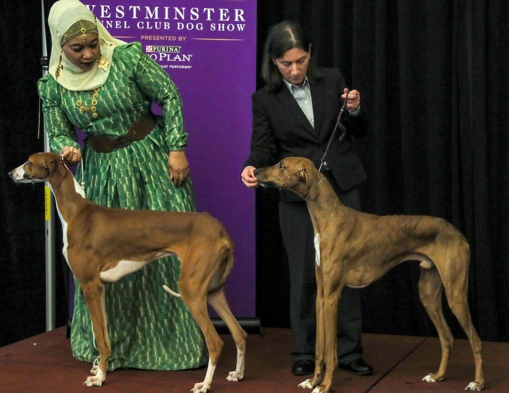 New Breed Azawakhs at Westminster