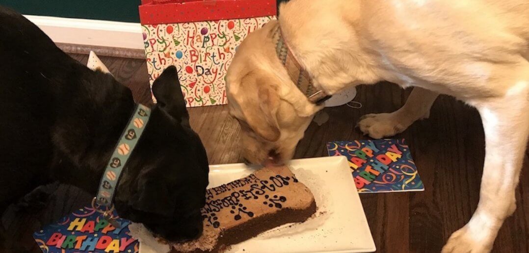 Goodnewsforpets.com Celebrates 26th Anniversary on Love Your Pet Day