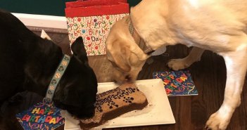 Lola and Rosie eating Three Dog Bakery Cake