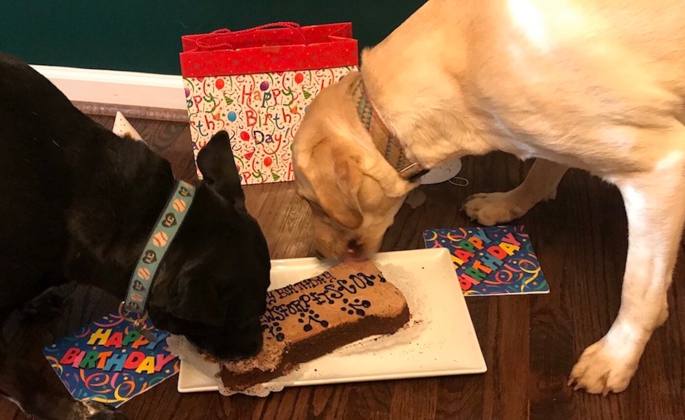 Lola and Rosie eating Three Dog Bakery Cake