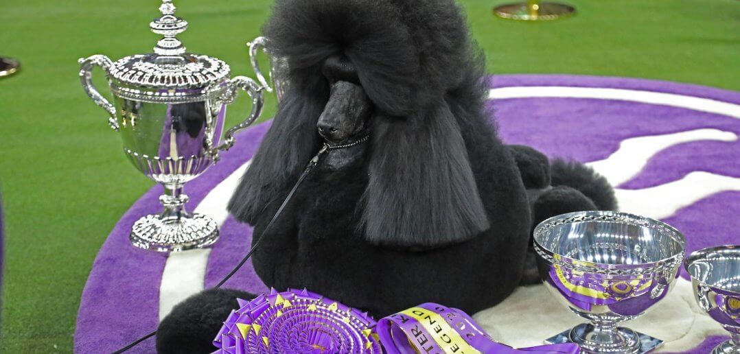 When did the first Standard Poodle win Westminster Best in Show?