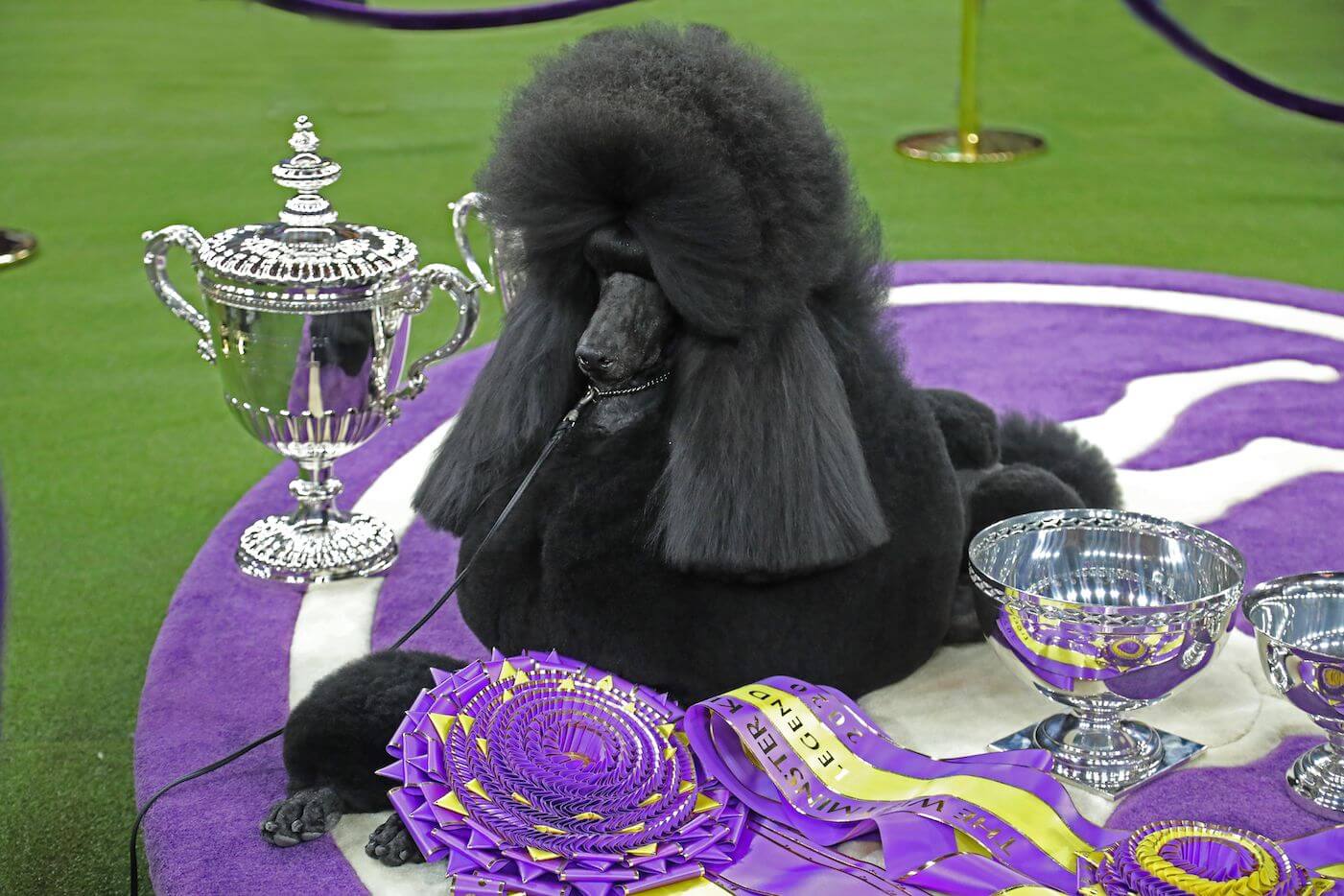 When did the first Standard Poodle win Westminster Best in Show
