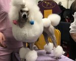 Toy White Poodle