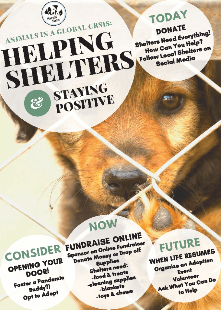 Helping Shelter Pets