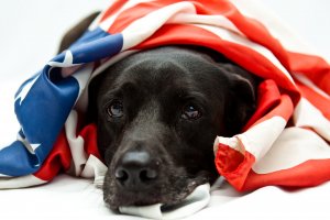 Fourth of July Black Lab