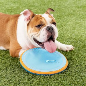 Chewy frisbee toy