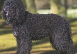 Barbet at Westminster Kennel Dog Club