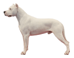 Dogo Argentino