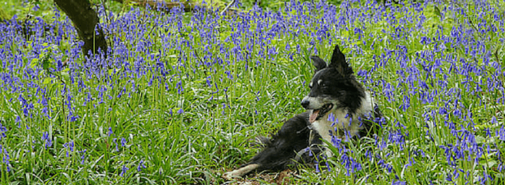 Dog in Grass on Goodnewsforpets.com