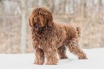 Adjusted Barbet-standing-in-the-snow