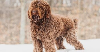 Adjusted Barbet-standing-in-the-snow