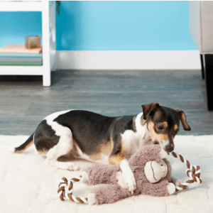 dog playing with monkey