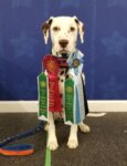 Junior, A Deaf Dalmation Competes to Win, note the ribbons