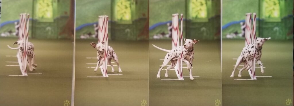 Deaf Dalmation Competes to Win