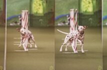 Deaf Dalmation Competes to Win