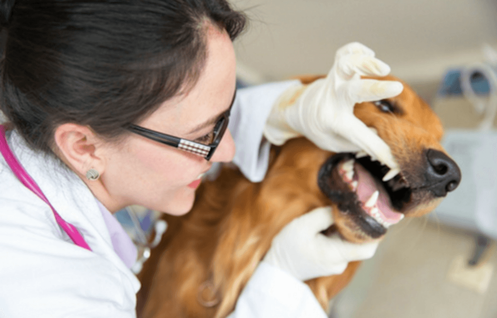 Pet Dental Health Month