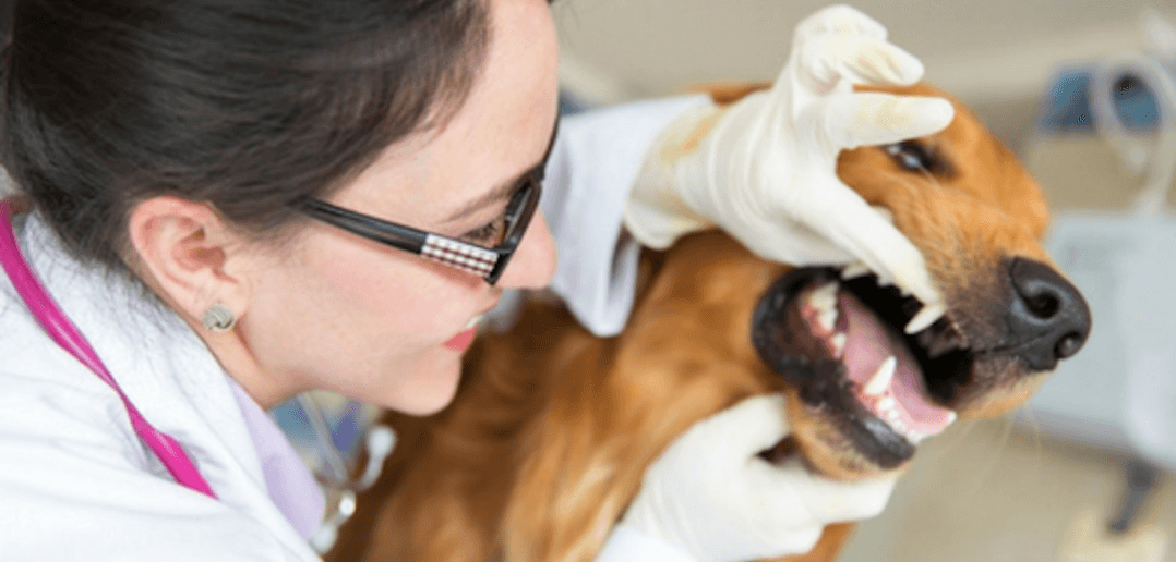AVMA: Doggie Breath Could Be A Sign Of Serious Disease
