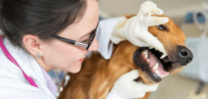 Pet Dental Health Month