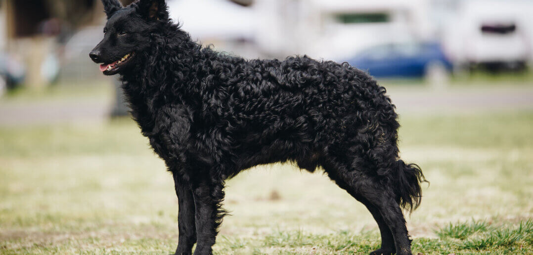 New Breeds to Debut at 2022 WKC Dog Show June 18-22