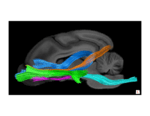 This is an image as part of study of a dog's vision and smell.